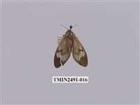 藏品(閃光玻燈蛾)的圖片